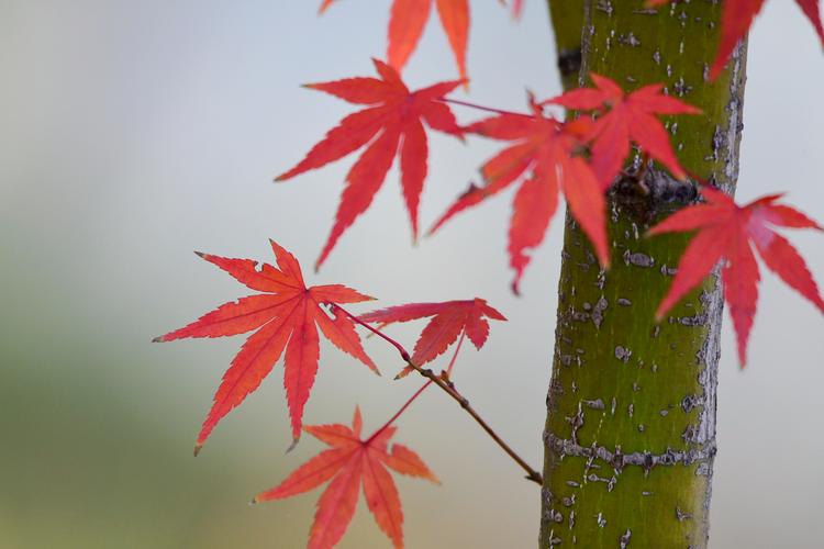 片片枫叶片片情